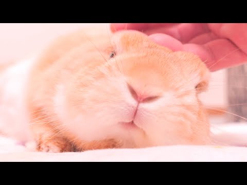 お気に入りの布団で飼い主に撫でられて嬉しい顔をするピュアムギが可愛すぎました【No.1619】