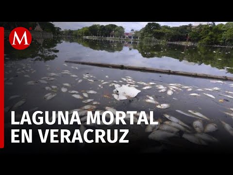 Miles de peces mueren en una laguna de Veracruz