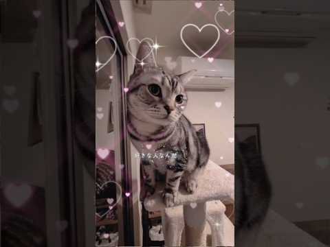 猫の動画サムネイル - アメショーのラッテ #アメショー #アメリカンショートヘア #cat ＃猫 #猫と暮らす家 #猫との暮らし