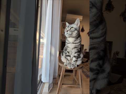 猫の動画サムネイル - アメショーのラッテ#アメリカンショートヘア #アメショー #cat ＃猫#猫のいる暮らし #猫と暮らす家