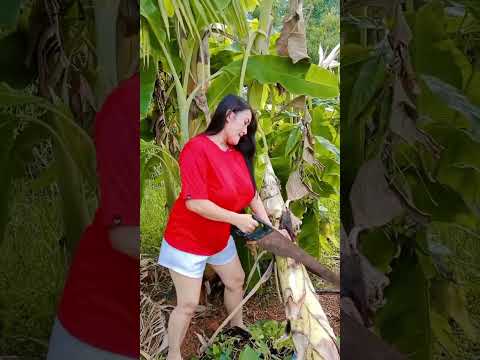 funny plant cutting #funny #haaha #funnyvideos #comedy #funnyvideo