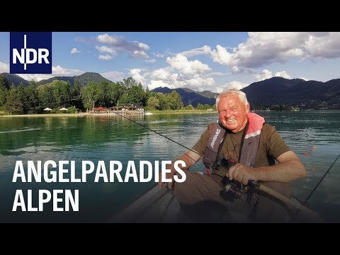 Renken fischen in den Seen der Alpen | Rute raus, der Spaß beginnt! | NDR Doku