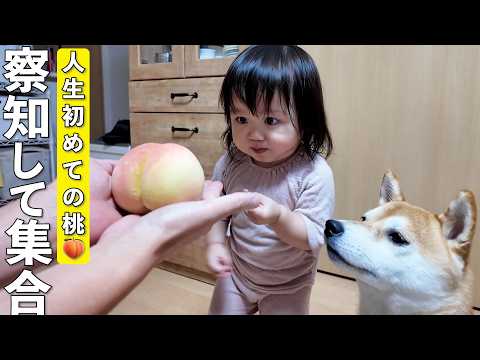 生まれて初めて桃を食べた1歳児と柴犬の反応が可愛すぎましたw