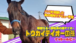 【華麗なる一族】もうすぐデビュー先へ！イットールビーに会ってきた