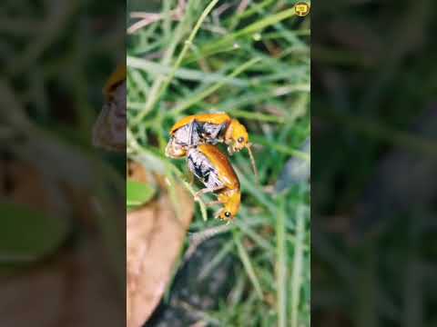 Lovely Orange Beetles