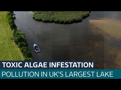 Northern Ireland's Lough Neagh is blighted by toxic algae linked to agricultural run-off | ITV News