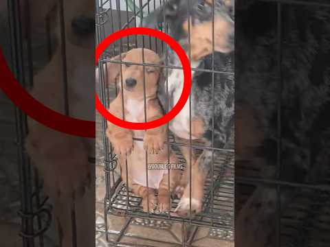 Dog Locked Up for Being Too Cute 🐶😂 #shorts