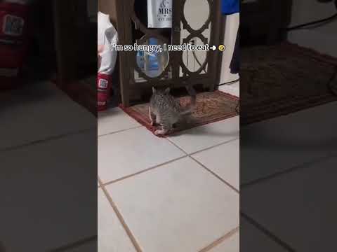 high speed brake 😂 #cat #funnyvideo #tiktok #funny #pet #funny #comedy #memeclip #dankememes