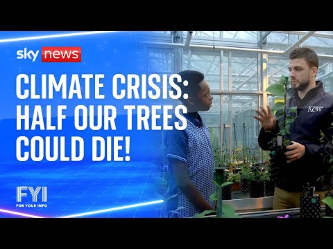FYI: Half of Kew Gardens trees could die