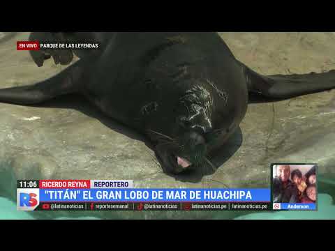 Conoce a 'Titán', el fascinante lobo de mar del parque de las leyendas de Huachipa