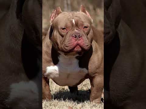 DOG LOVER #viralvideo #highlights #instagram #shortvideo #youtubeshorts #trendingshorts #ytshort