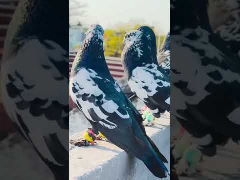 Kabootri ❤️💕 #haryanvisong #newsong #haryanvi #dance #viral #pigeon #kabootarba #birds #viralshort