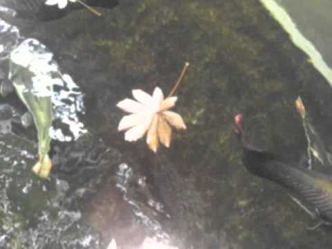 國立自然科學博物館-植物公園溫室之亞馬遜流域魚類展示(2011/05/14)