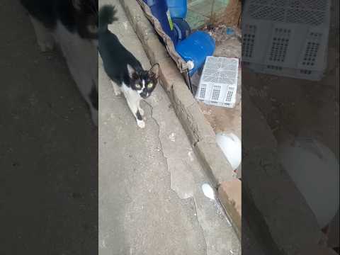 indung kehilangan anak #cat #kucing #cute #funny