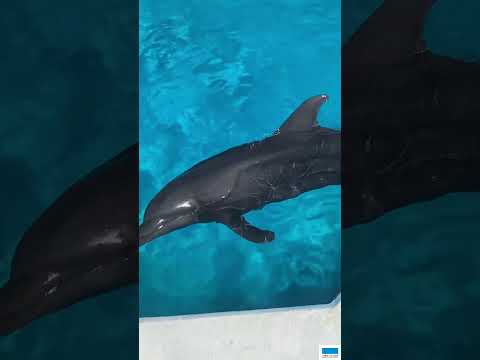 猫の動画サムネイル - バンドウイルカのコニー🐬
