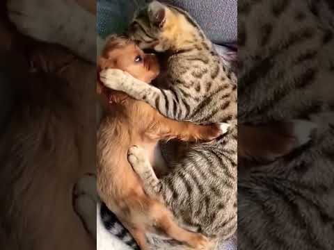 Cat And Dog Love #cat #dog #love