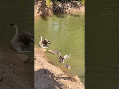 Goose take about #goose