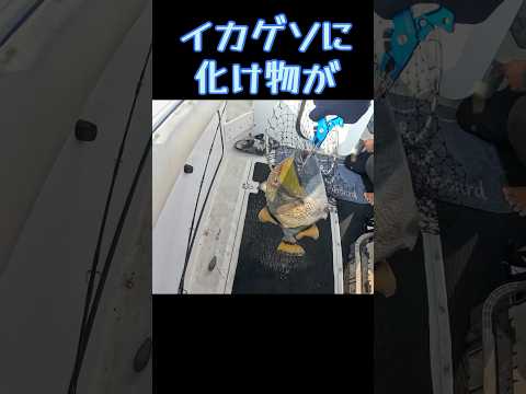 イカゲソに凄いのが食いついた。