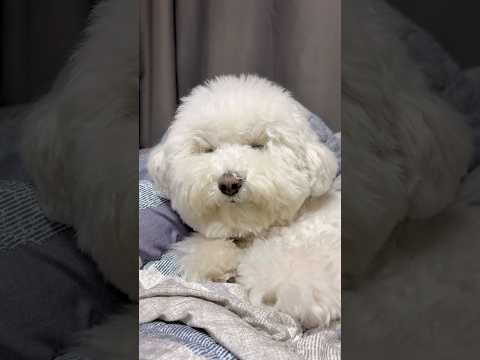 자는소리가 요란하다개😴 #dogshorts #강아지영상 #bichon #반려견 #코골이