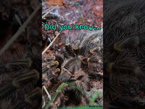 The Gentle Giant of the Tarantula World 🕷️