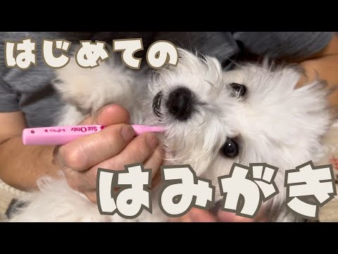 【かわいすぎ】子犬むう、歯みがきされてもじっと我慢できるかな?