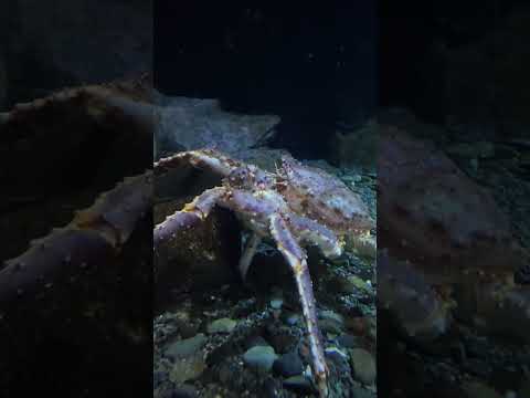 猫の動画サムネイル - タラバガニの食事シーン