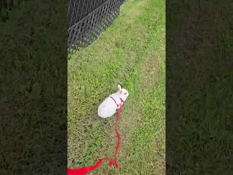 pretty little baby #bunny #rabbit #cute #animals #baby #aesthetic #bunnyofinstagram