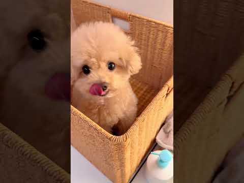 狗:再难过也不能耽误吃饭 #萌宠 #可爱的小狗 #小泰迪 #狗狗的日常 #我家毛孩子