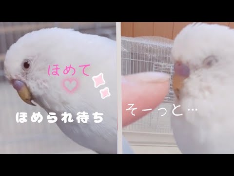 すやすや眠るインコを見るとどうしてもこれしたくなります😋🕊️