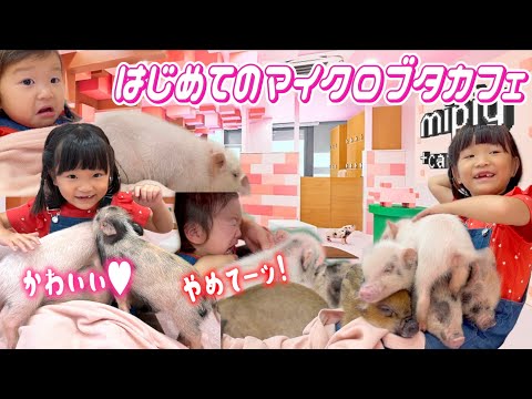 【初めての体験】原宿のブタさんカフェ🐷 ひーちゃんのリアクションがまさかの展開🐷😂#mipig #minipig
