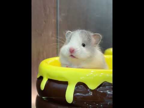 Baby you look like a little tangyuan filled with sesame seeds#Golden Thread Bear#Poly-stri