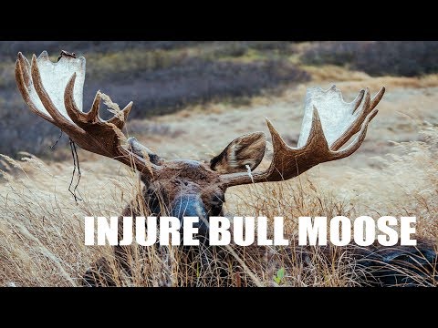 BABY SITTING A BULL MOOSE | WILDLIFE PHOTOGRAPHY