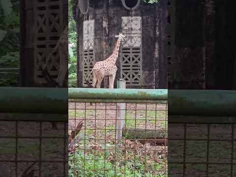 Giraffe#zoo #giraffe #animals