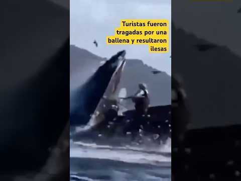 Turistas fueron tragadas por una ballena en California