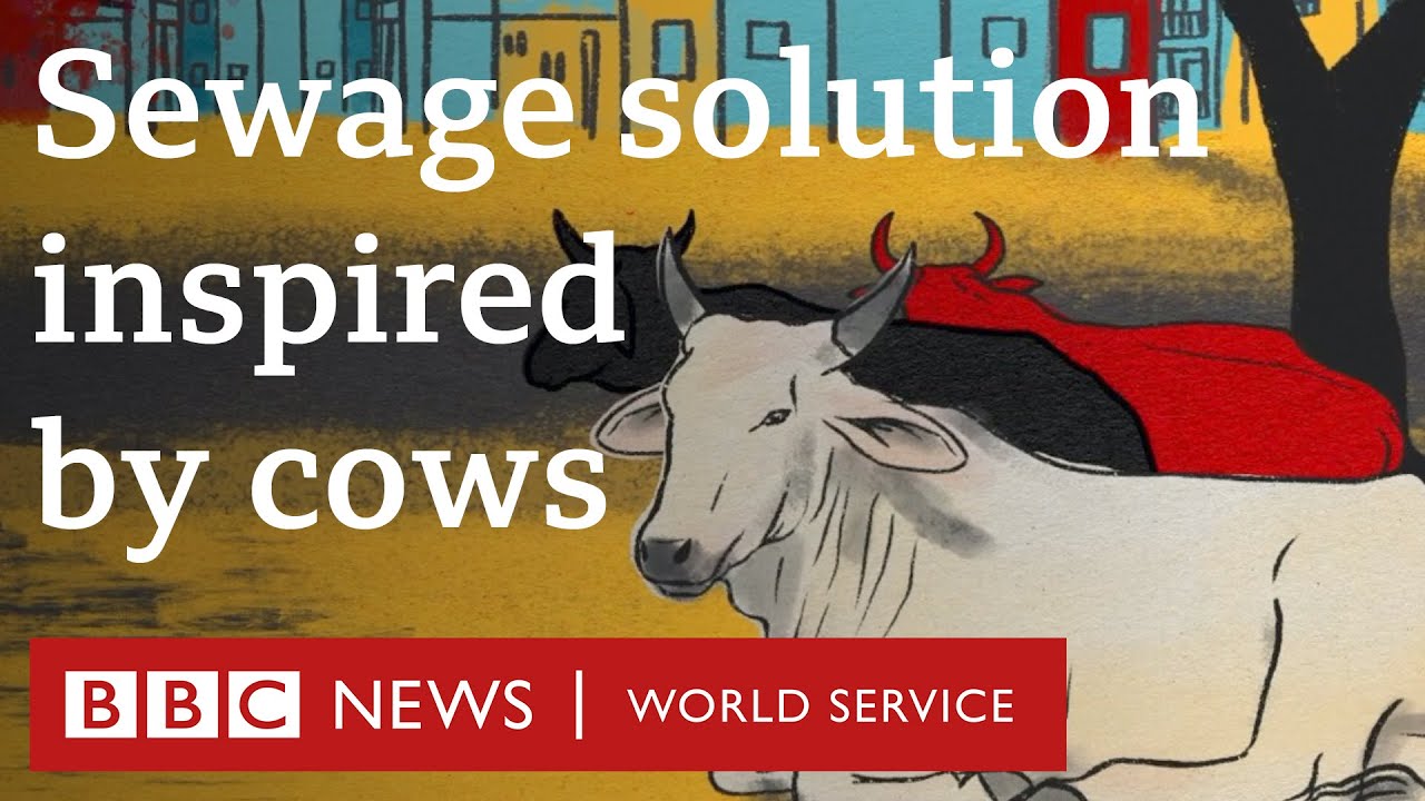 A Better Sewage Treatment System, Inspired by Cow Stomachs — Innovation —  AskNature