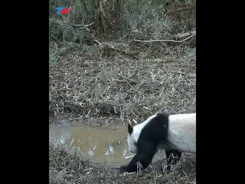Captaron a un oso panda salvaje bebiendo agua y buscando alimento en un Parque Nacional en Sichuan