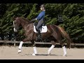 Dressage horse De Niro's Maerchen toptalent voor de sport als fokkerij