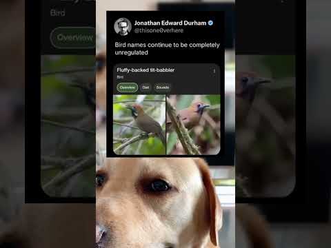 #memes #story #dog #shorts #pets