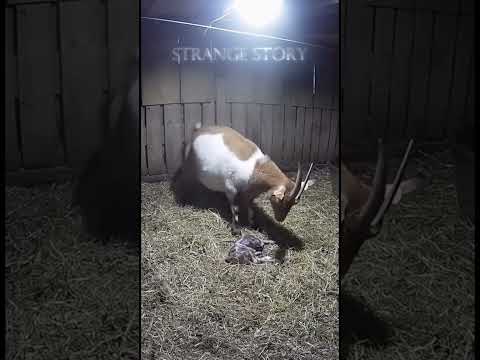 CCTV: Newborn Goat Kid's First Stand! (Miracle of Birth)