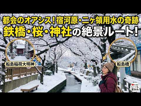 宿河原の桜並木と南武線の絶景スポット!二ヶ領用水から船島稲荷大明神へのウォーキングコース
