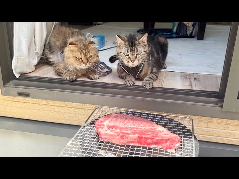 庭で本格バーベキューしてたら迷わず参加しに来てしまった猫w