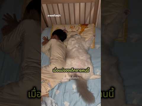 แมวอยากนอนกับเด็กชายทุกคืน!