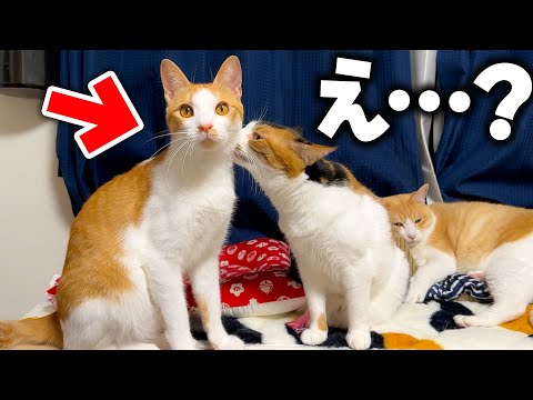 猫の動画サムネイル - 猫たちが仲良く寝ていると思ってたら驚愕の事実を知ってしまいました…