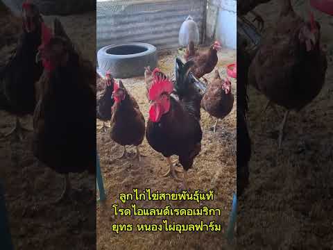 ไก่ไข่สายพันธุ์แท้โรดแดงขยายพั