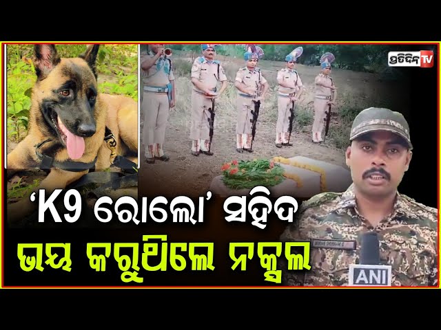 ସହିଦ୍ ହେଲା ସନ୍ଧାନି କୁକୁର ରୋଲୋ, ନକ୍ସଲ ନିପାତ୍ ଅଭିଯାନରେ ବଞ୍ଚେଇଥିଲା ଅନେକ ଜୀବନ। K9 sniffer dog rolo died.