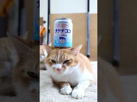猫の動画サムネイル - ナタデココ ヨーグルト味　250628 #のせ猫　 #cat #cute #ねこ #猫のいる暮らし #ネコ　 #kitten #cutecat #猫のいる生活