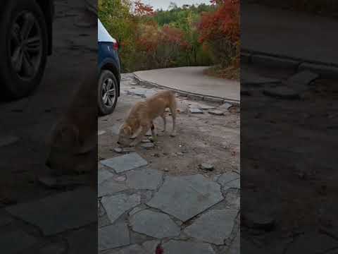 king charles seems a bit energetic now but it's just slight change. #kingcharles #alphadog