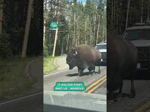 A wild Bison walked past us 🦬