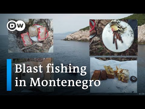 How fishers in Montenegro illegally use blast fishing | Focus on Europe