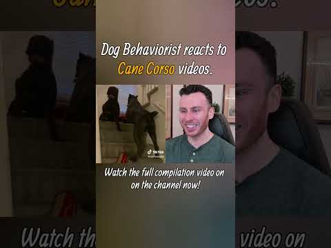 Dog trainer reacts to Cane Corso dog videos part 1. #shorts #canecorso #dogtraining